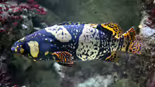 Epinephelus lanceolatus