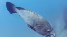 Epinephelus marginatus