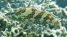 Epinephelus merra