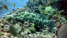 Epinephelus polyphekadion