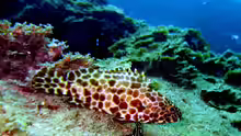 Epinephelus quoyanus