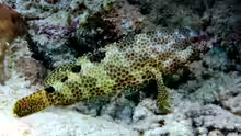 Epinephelus spilotoceps
