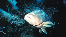 Epinephelus striatus