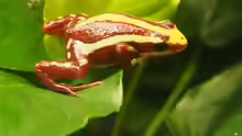 Epipedobates anthonyi