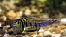 Epiplatys sexfasciatus