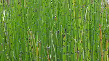 Equisetum hyemale
