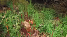 Equisetum scirpoides