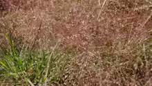 Eragrostis spectabilis