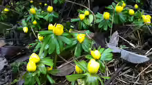 Eranthis hyemalis