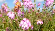 Erica tetralix