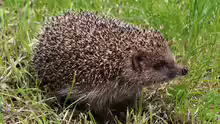 Erinaceus