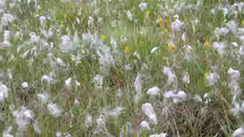 Eriophorum angustifolium