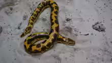 Eryx colubrinus