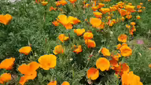 Eschscholzia californica
