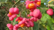 Euonymus europaeus