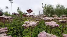 Eupatorium cannabinum