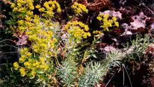 Euphorbia