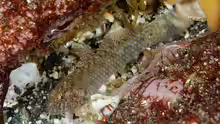 Eviota abax