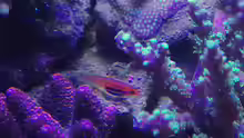 Eviota atriventris