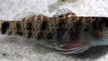 Eviota epiphanes