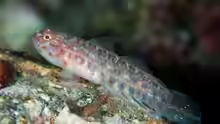 Eviota masudai