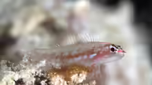 Eviota prasites