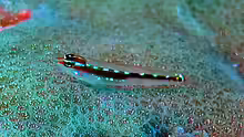 Eviota sebreei