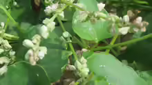 Fallopia convolvulus