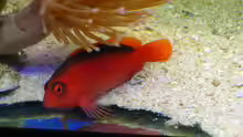 Neocirrhites armatus