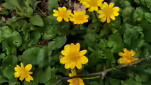 Ficaria verna