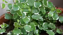 Ficus pumila