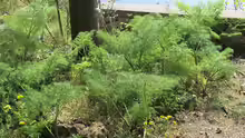 Foeniculum vulgare