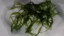 Fontinalis antipyretica