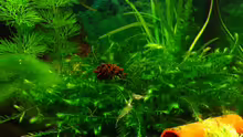Fontinalis hypnoides