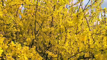 Forsythia europaea