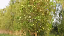 Fraxinus ornus