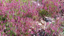 Fumaria officinalis