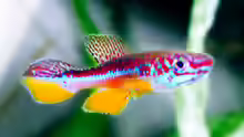 Fundulopanchax avichang