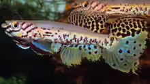 Fundulopanchax fallax