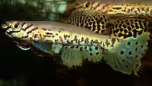 Fundulopanchax kribianus