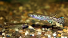 Fundulopanchax marmoratus