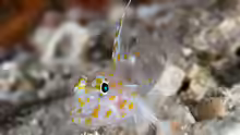 Fusigobius inframaculatus