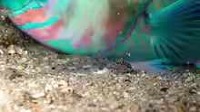 Fusigobius maximus