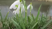 Galanthus nivalis