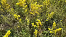 Galium verum