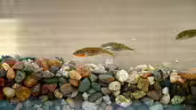 Gasterosteus aculeatus