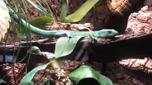 Gastropholis prasina