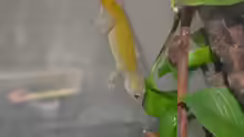 Gekko badenii