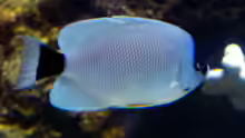 Genicanthus personatus