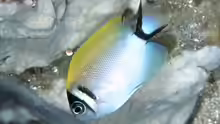 Genicanthus semifasciatus